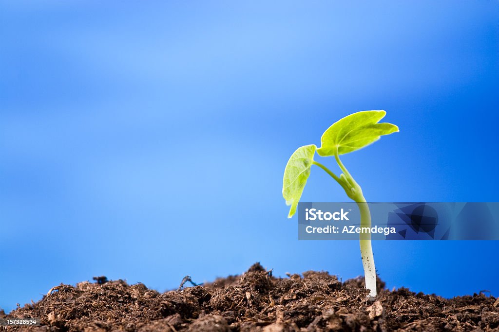 Plant: blue  Seedling Stock Photo