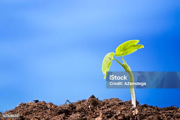 Plant Blue Stock Photo - Download Image Now - Seedling, Blue, Leaf