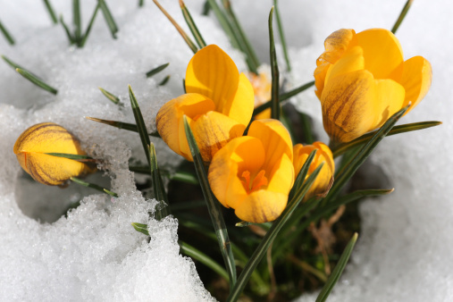 First tender primroses, wild crocuses close-up in snow. Concept of spring plants, seasons, weather