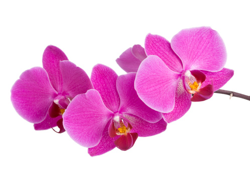 Beautiful purple orchid in full bloom. In aRGB color for beautiful prints.