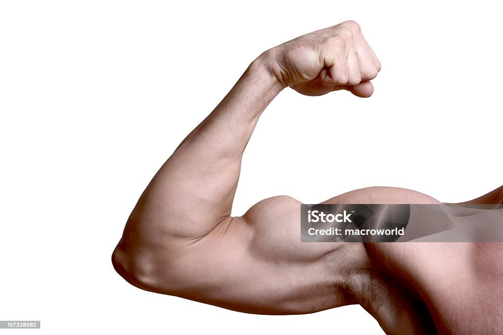 Bicipite isolato - Foto stock royalty-free di Struttura muscolare del torso