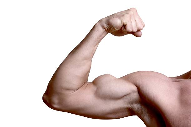 Bicep isolated stock photo