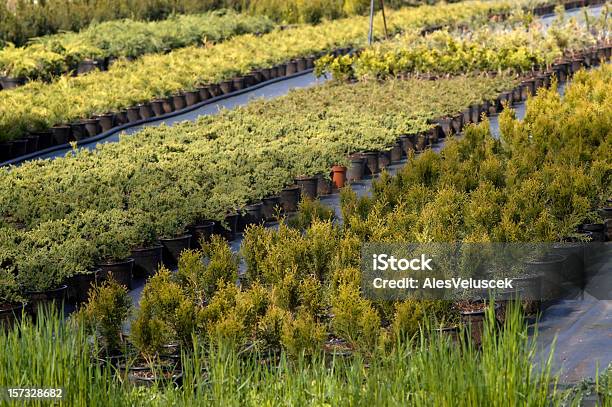 Foto de Gradening e mais fotos de stock de Árvore - Árvore, Crescimento, Cultivado