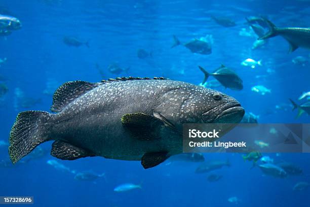 Cernia Gigante - Fotografie stock e altre immagini di Cernia - Cernia, Branco di pesci, Composizione orizzontale
