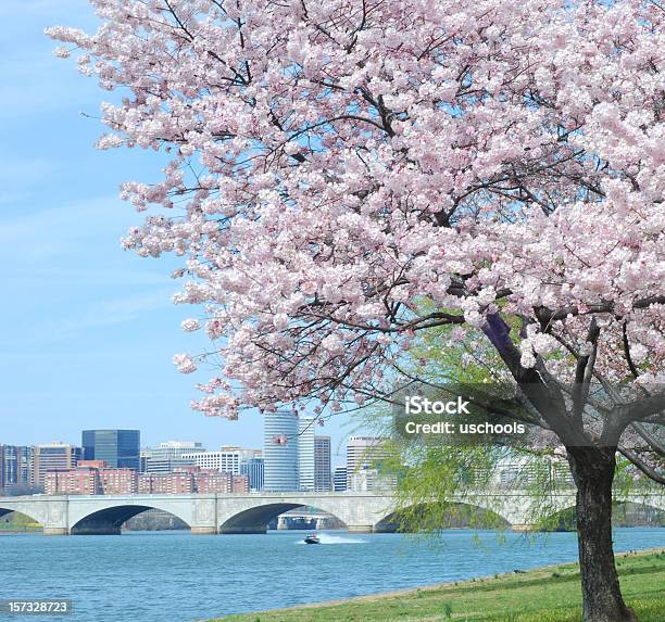 Kirschblüte Und Arlington Memorialbrücke Stockfoto und mehr Bilder von Arlington - Virginia - Arlington - Virginia, Frühling, Washington DC