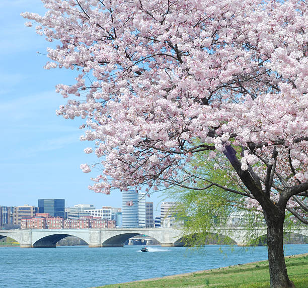 Cherry Blossom and Arlington Memorial Bridge stock photo