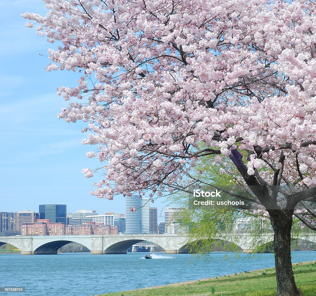 Flor de cerejeira e Ponte Memorial de Arlington - Royalty-free Arlington - Virgínia Foto de stock