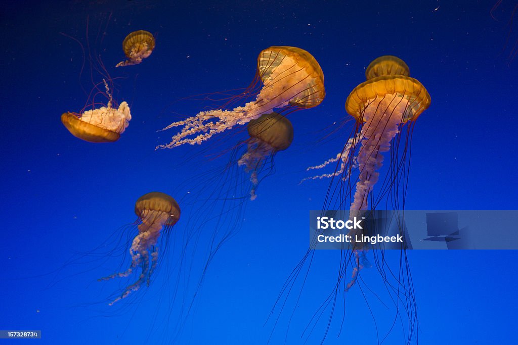 Nettle al mar - Foto de stock de Medusa - Cnidario libre de derechos