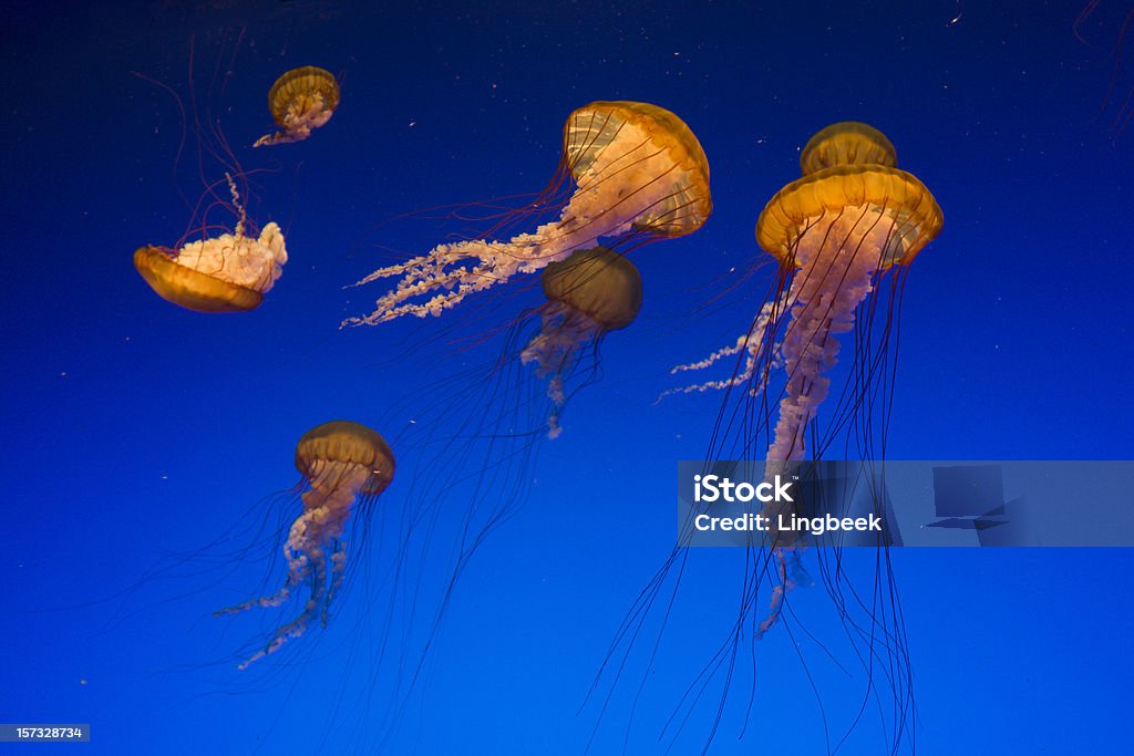 Sea Nettle - クラゲのロイヤリティフリーストックフォト