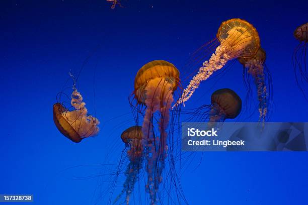 바다빛 Nettle Nettle에 대한 스톡 사진 및 기타 이미지 - Nettle, 감금 상태, 고요한 장면