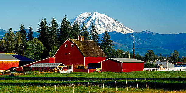 Mt Rainier and red barn  red barn house stock pictures, royalty-free photos & images