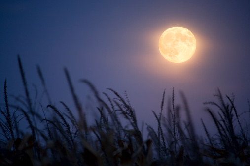 Full moon rising over agricultural fields, Veluwe, the Netherlands