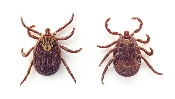 Ixodid tick on back and stomach on white background tick Dermacentor marginatus, female deer tick arachnid photos stock pictures, royalty-free photos & images