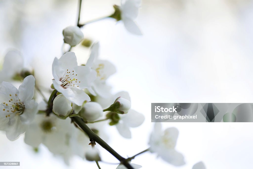 Bianco a fiori - Foto stock royalty-free di Bianco