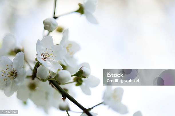 Bianco A Fiori - Fotografie stock e altre immagini di Bianco - Bianco, Fiore, Sfondi