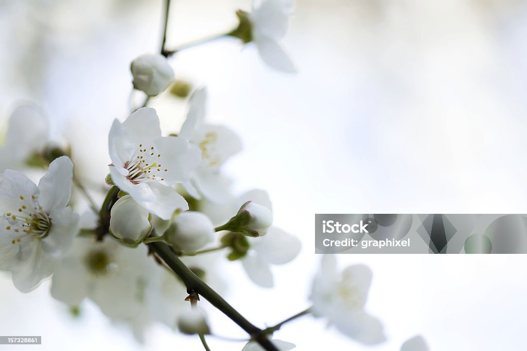 Białe kwiaty - Zbiór zdjęć royalty-free (Biały)
