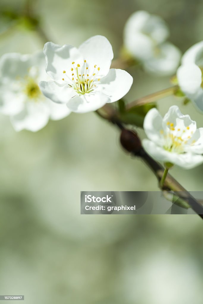 White Blossoms White blossoms... Shallow depth of field Backgrounds Stock Photo