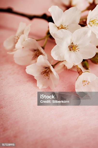 Fiori Di Ciliegio - Fotografie stock e altre immagini di Bellezza - Bellezza, Bellezza naturale, Bianco