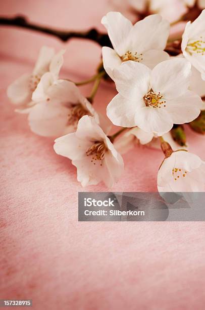 벚꽃 0명에 대한 스톡 사진 및 기타 이미지 - 0명, 겹벚꽃나무, 꽃-꽃의 구조