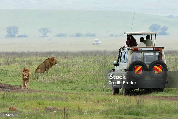 Safari - Fotografias de stock e mais imagens de Safari - Safari, Leão, Game Drive - Observação de Vida Selvagem