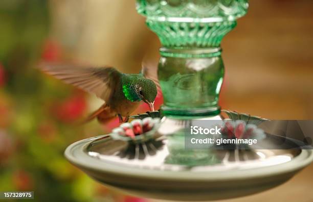Buffkolibri Saucerrotia Stockfoto und mehr Bilder von Kolibri - Kolibri, Trinken, Bestäuber