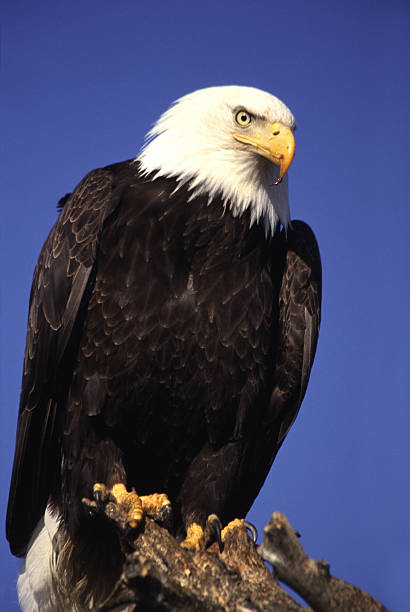 Bald Eagle Isolated on Blue stock photo