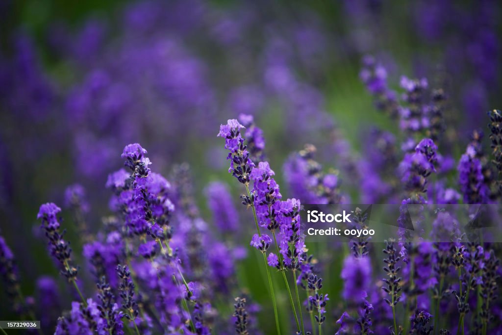 Lavanda - Foto de stock de Aire libre libre de derechos