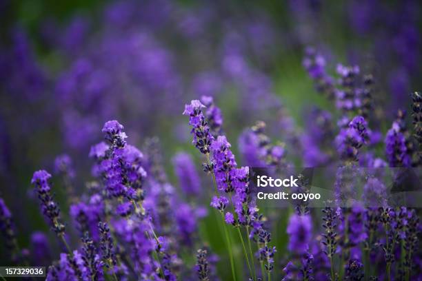 Lavanda Foto de stock y más banco de imágenes de Aire libre - Aire libre, Buqué, Campo - Tierra cultivada