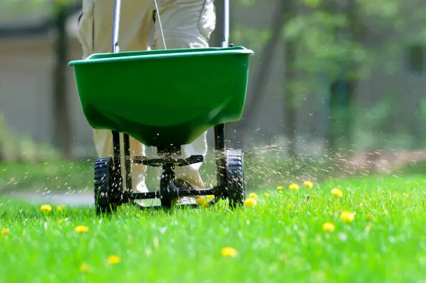 Spreading fertilizer and weed killer on the lawn.