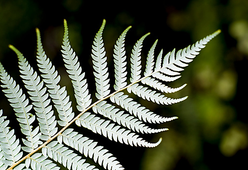 Close up showing the underside of a New Zealand Silver Fern against a dark forest background.