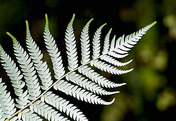 Silver Fern Close-Up Close up showing the underside of a New Zealand Silver Fern against a dark forest background. new zealand silver fern stock pictures, royalty-free photos & images