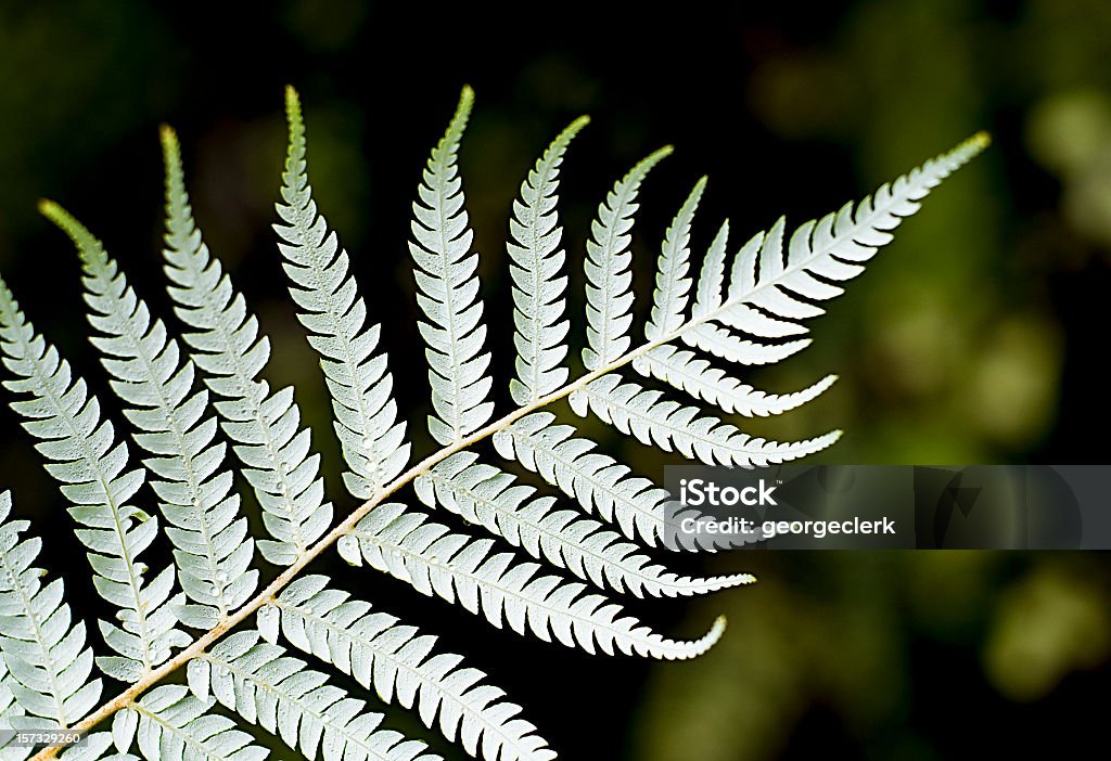 Close-up prata samambaia - Foto de stock de Samambaia - Flora royalty-free