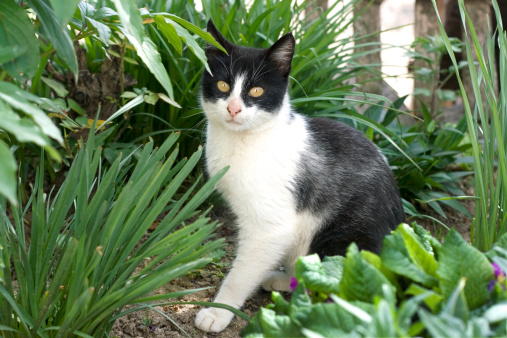 White and black cat outdoor image