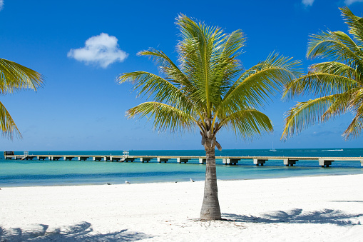 Palm trees on the beach and a long pier