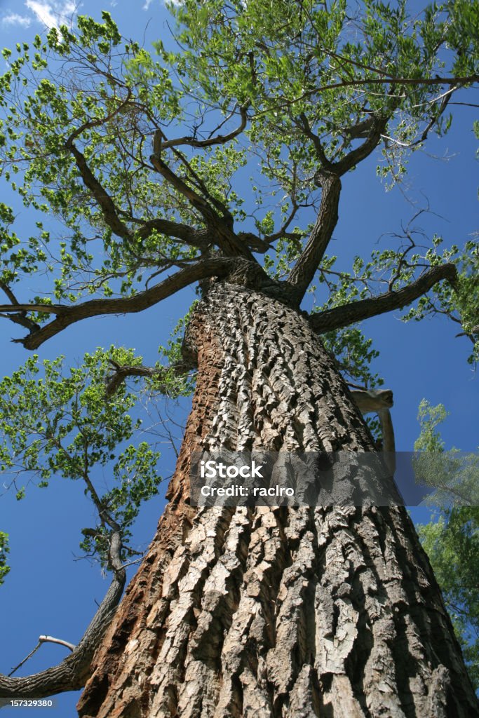 cottonwood gigante - Foto stock royalty-free di Pioppo nero americano