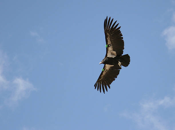 Endangered California Condor Flying and Clear Blue Sky California Condor (Gymnogyps californianus) bird flying in clear blue sky, soaring above the Grand Canyon. Number 75. wildlife tracking tag stock pictures, royalty-free photos & images