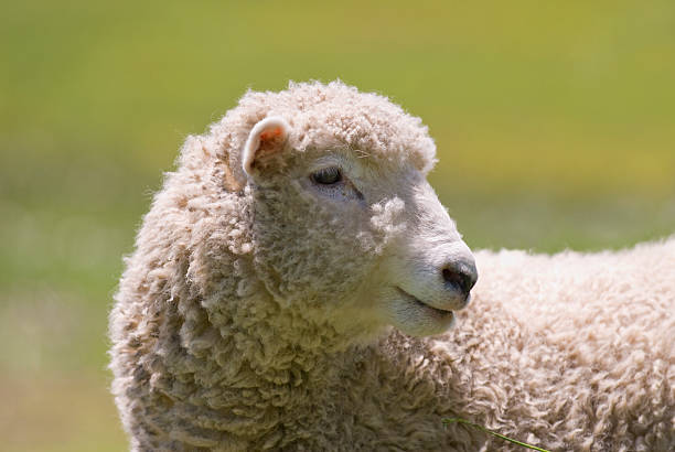 istock Sheep Looks at the Pasture 157329393