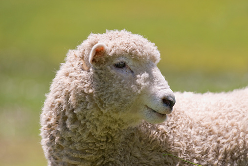 Up close photo of a Katahdin sheep ram that is part of a rotational grazing organic farm in North Carolina.