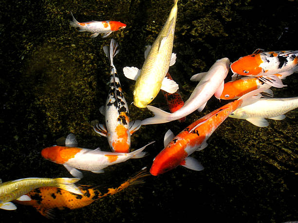 A school of prosperity koi fish in a pond Prosperity Koi fish    fish swimming from above stock pictures, royalty-free photos & images