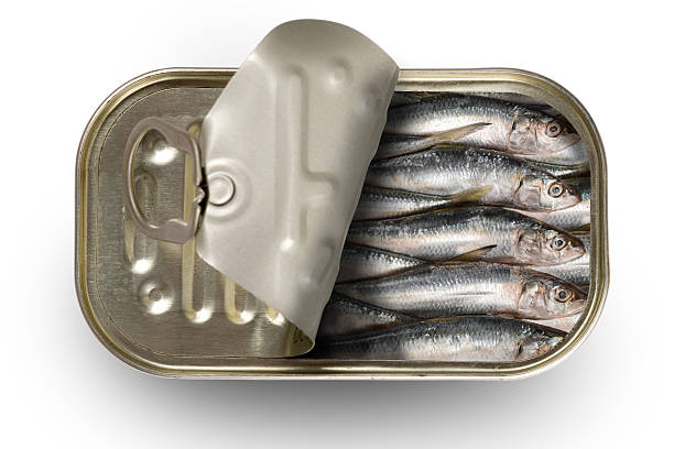 sardine stagnato - canned food foto e immagini stock