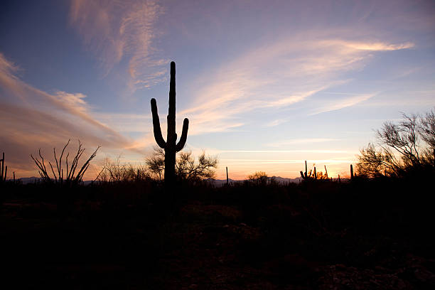 istock Arizona Sunset with Saguaro Cactus 157329522