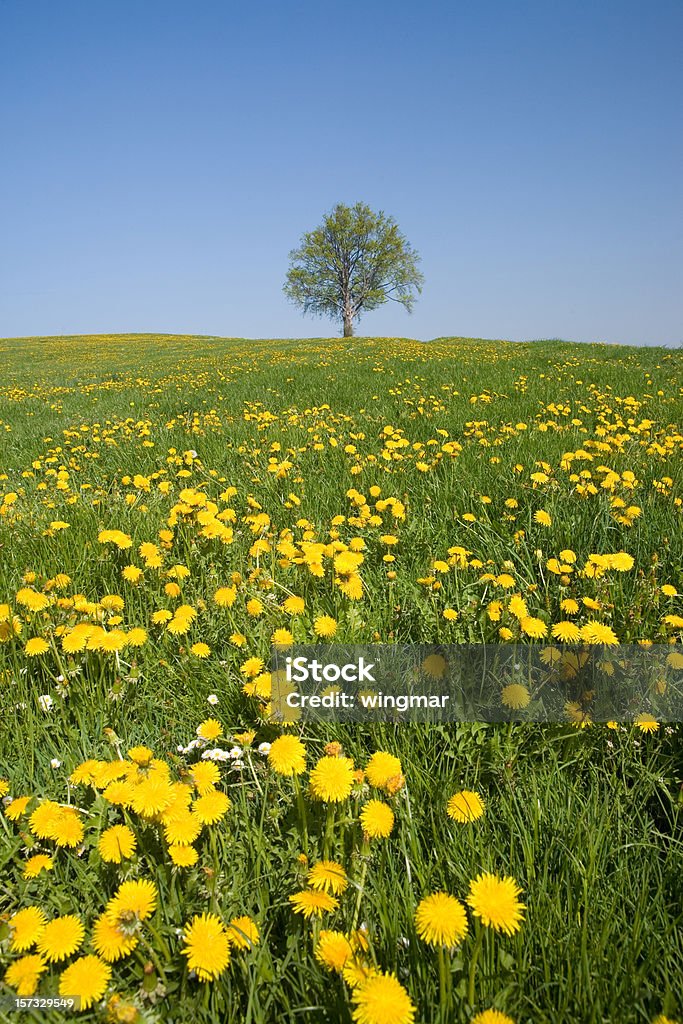 바이에른 플라주 나무 수직분사 - 로열티 프리 4월 스톡 사진