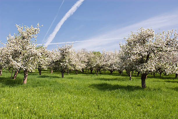 Apple blossom at springtime stock photo