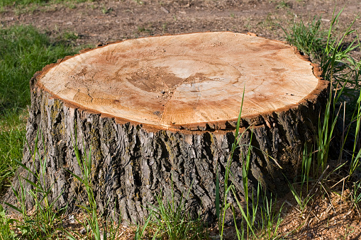 cut log lying on the ground