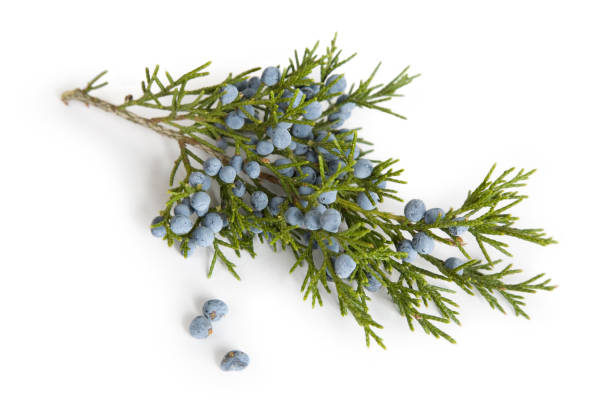 istock Branch and Berries  of Juniper (Cedar) Tree 157329889