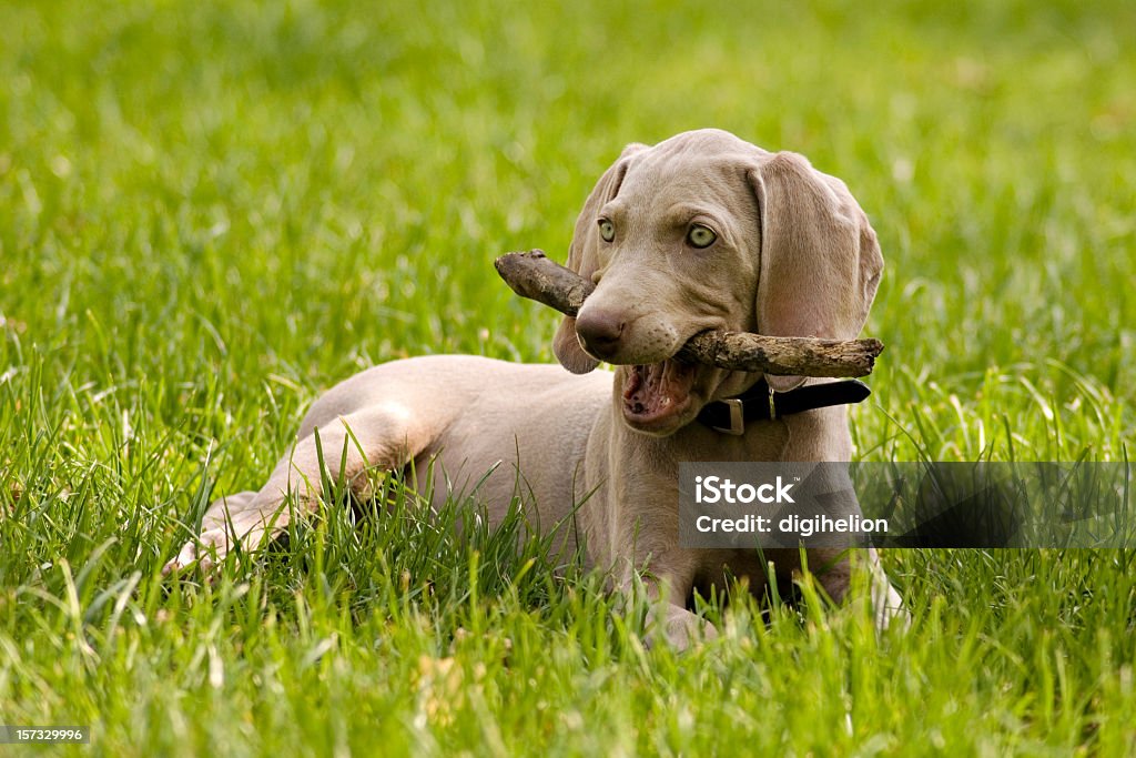 Schöne weimaraner Welpen beißen hölzernen Schläger auf grünen Rasen - Lizenzfrei Weimaraner Stock-Foto