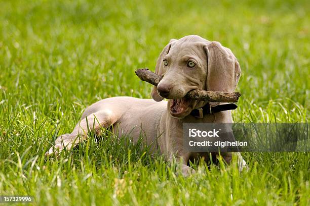 Schöne Weimaraner Welpen Beißen Hölzernen Schläger Auf Grünen Rasen Stockfoto und mehr Bilder von Weimaraner