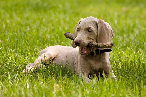 Portrait of weimaraner dog pet playing with wooden stick on green grass background.