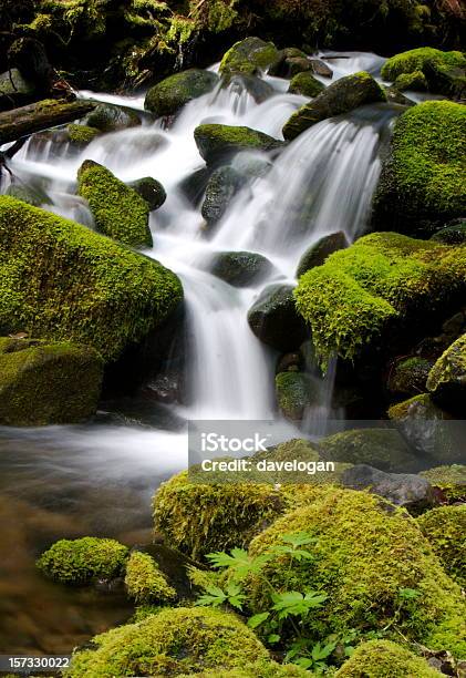 Małe Kaskady W Olympic National Park - zdjęcia stockowe i więcej obrazów Długie naświetlanie - Długie naświetlanie, Fotografika, Las