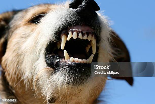 Foto de Fangs Da Fúria e mais fotos de stock de Cão - Cão, Agressão, Rosnar